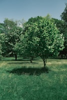 A lush green environment with multiple trees scattered across a grassy field. The trees have dense foliage, creating shaded areas on the well-maintained grass below. In the background, more trees form a continuous line of greenery under a clear blue sky.