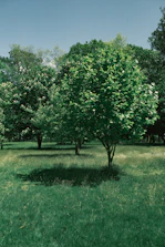 Volunteers planting trees in a lush green area to protect the environment.