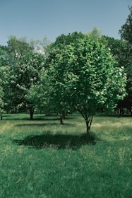 A lush green environment with multiple trees scattered across a grassy field. The trees have dense foliage, creating shaded areas on the well-maintained grass below. In the background, more trees form a continuous line of greenery under a clear blue sky.
