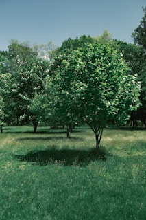 A lush green environment with multiple trees scattered across a grassy field. The trees have dense foliage, creating shaded areas on the well-maintained grass below. In the background, more trees form a continuous line of greenery under a clear blue sky.