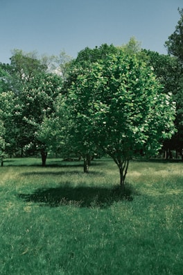 A lush green environment with multiple trees scattered across a grassy field. The trees have dense foliage, creating shaded areas on the well-maintained grass below. In the background, more trees form a continuous line of greenery under a clear blue sky.