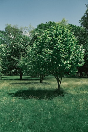 A lush green environment with multiple trees scattered across a grassy field. The trees have dense foliage, creating shaded areas on the well-maintained grass below. In the background, more trees form a continuous line of greenery under a clear blue sky.
