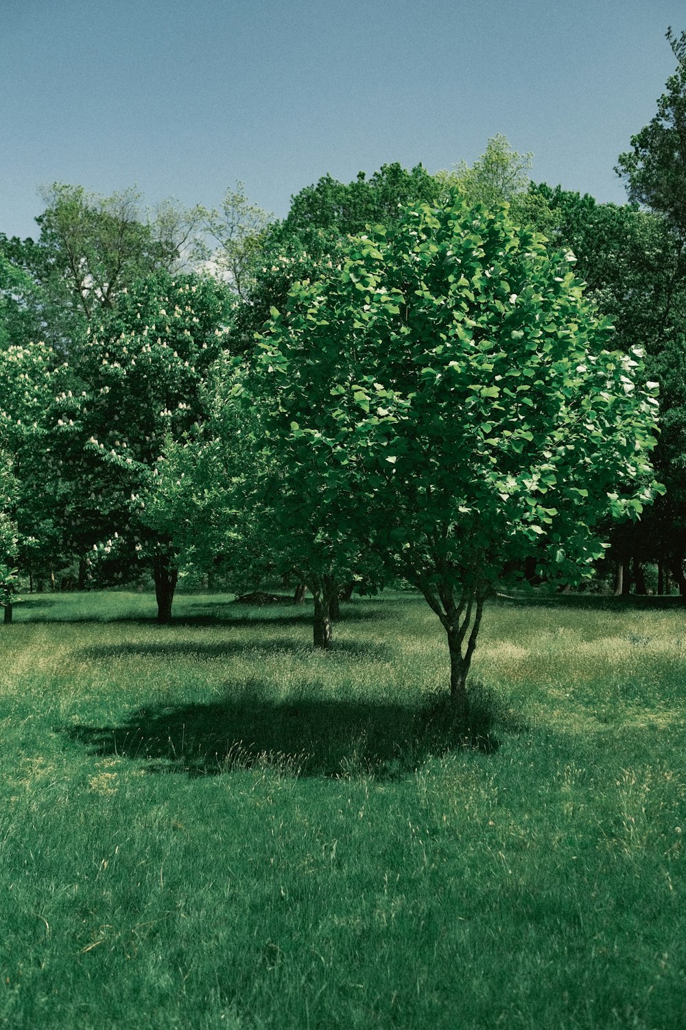 a small tree in a grassy field with trees in the background