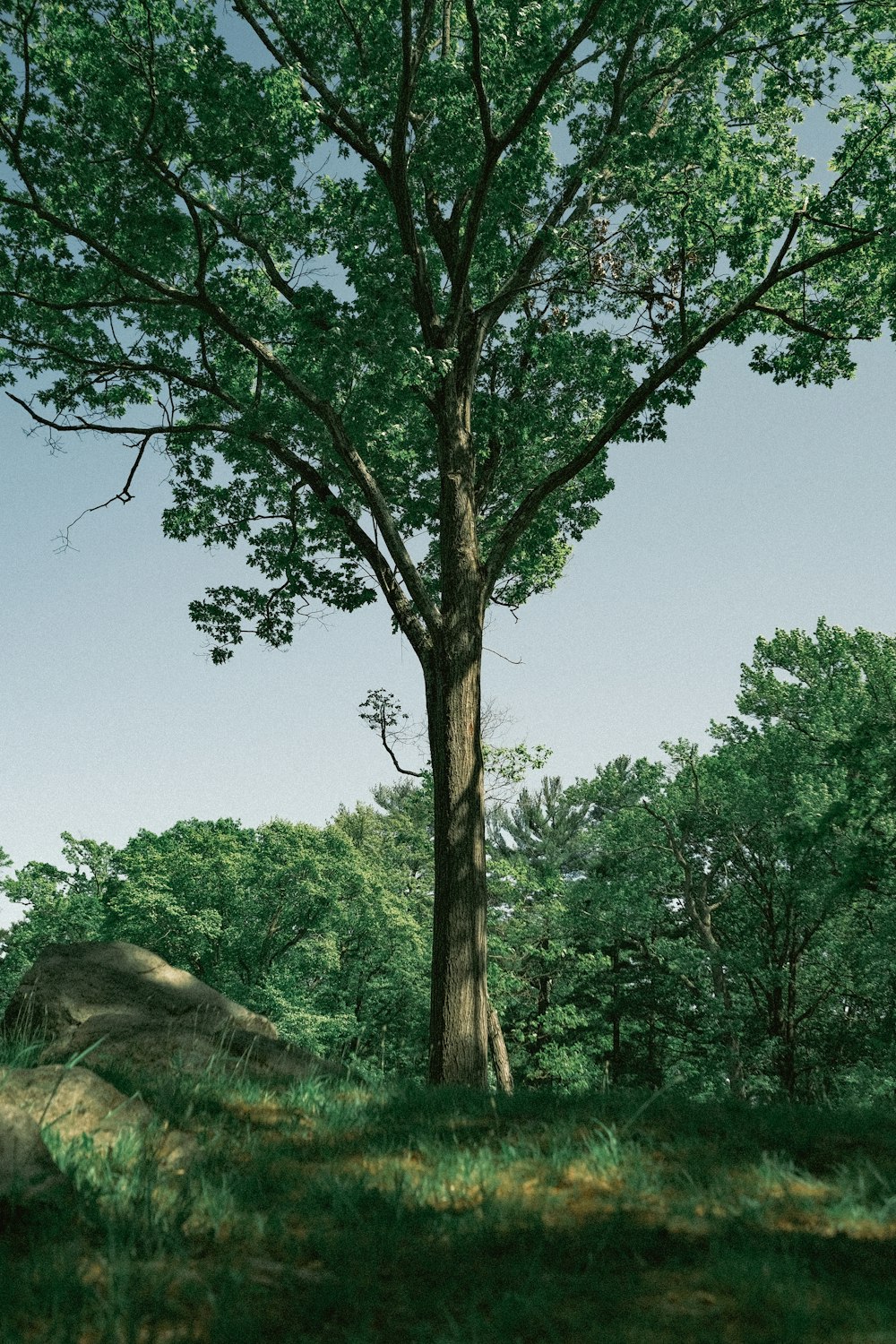 a large tree sitting in the middle of a lush green forest