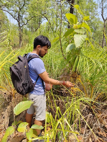 A person harvesting wild berries carefully in a dense forest environment.