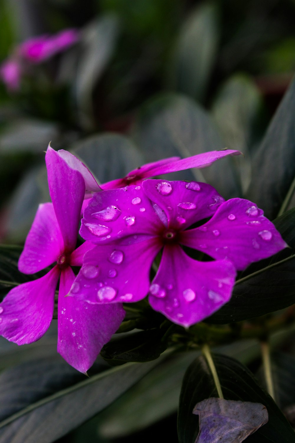 a purple flower with water droplets on it