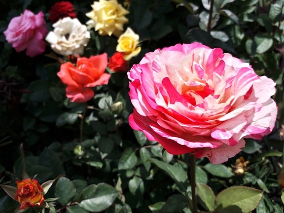 Close-up of vibrant niche variety roses blooming in the nursery.