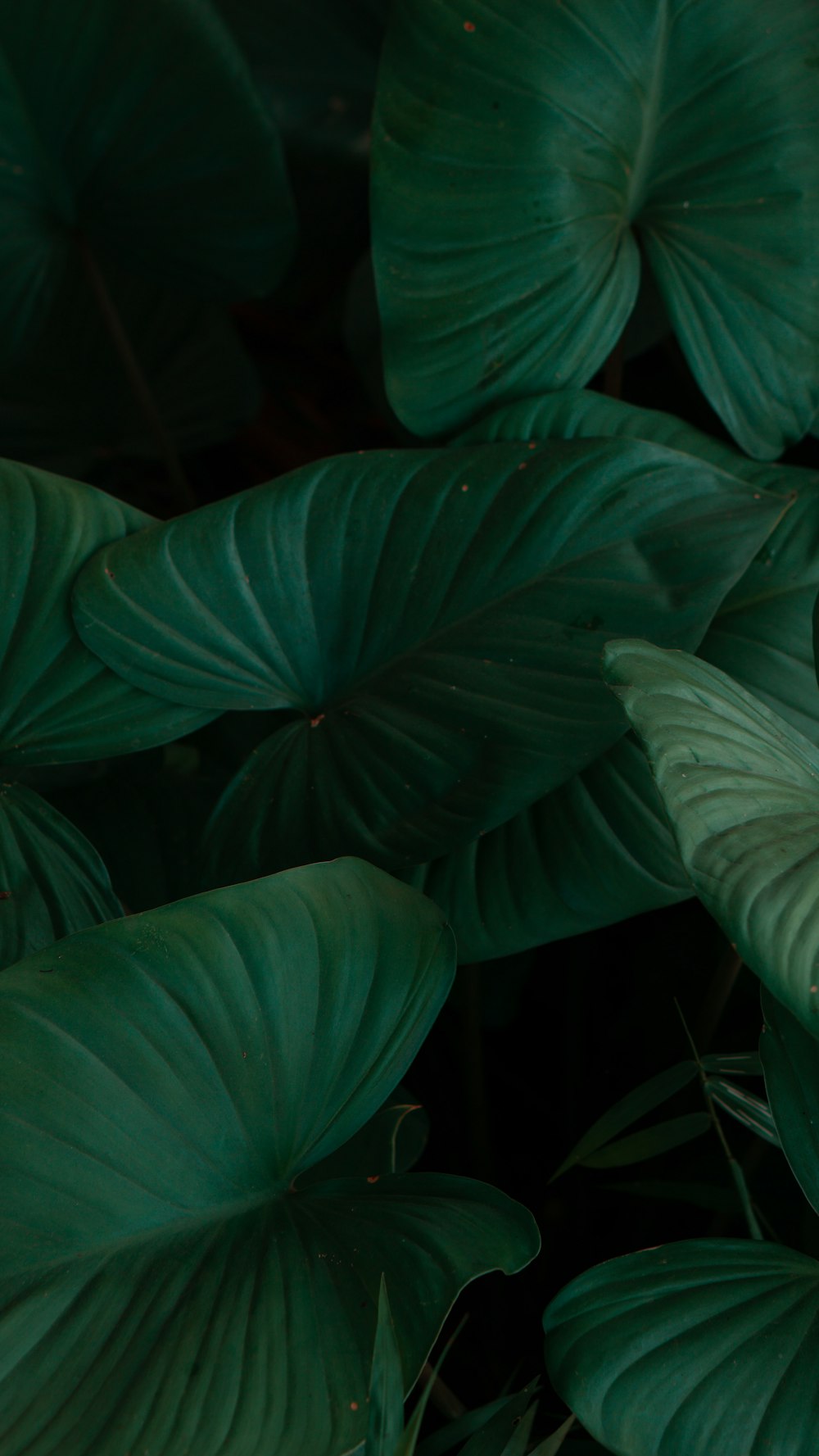 a close up of a green plant with leaves