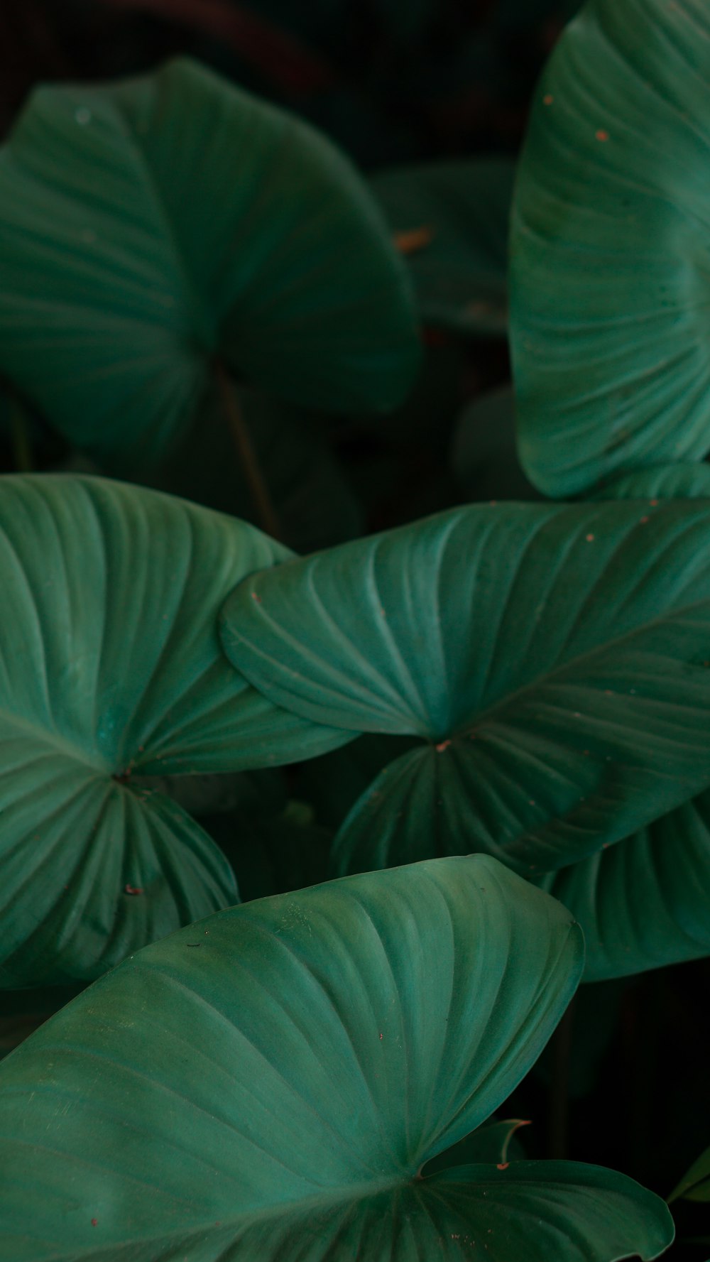 a close up of a green plant with large leaves