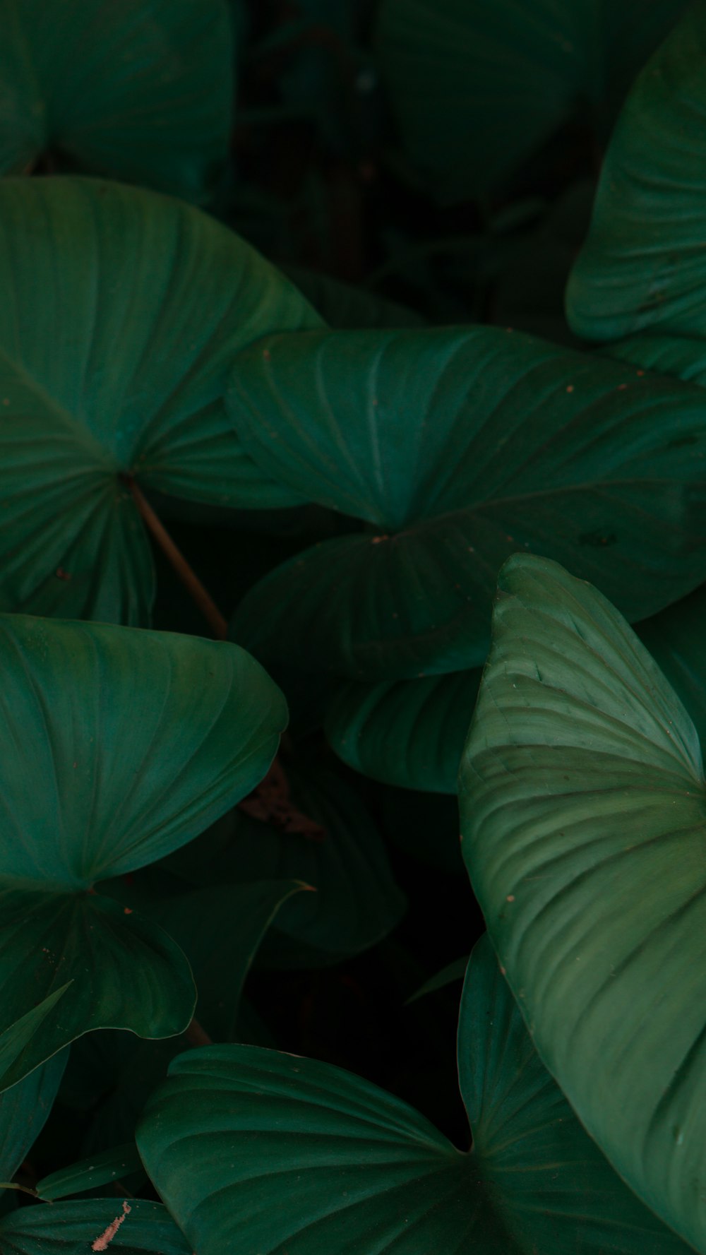 a close up of a bunch of green leaves