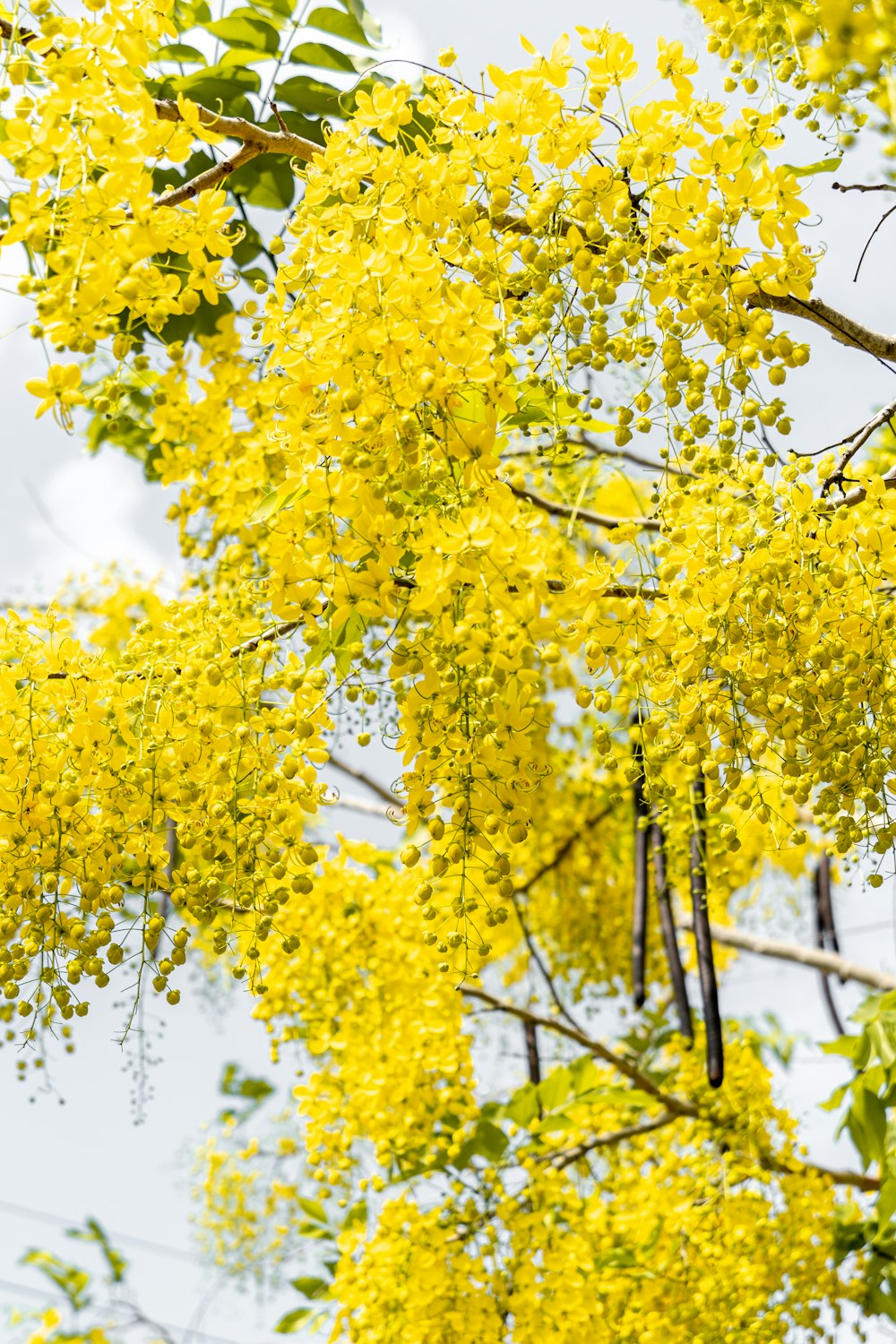 a tree with yellow flowers and green leaves