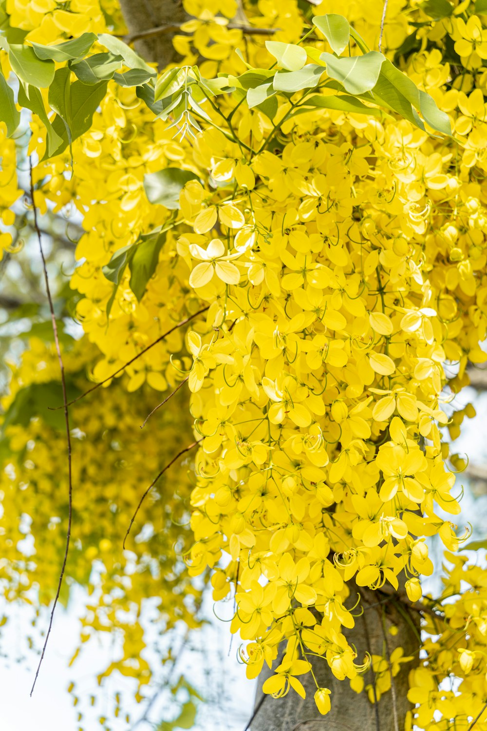 a bunch of yellow flowers hanging from a tree