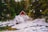 A small, red A-frame cabin is nestled among tall evergreen trees, surrounded by a blanket of snow. The cabin has large windows and stands out against the natural, serene landscape. A stream runs in the foreground, partially covered by snow.