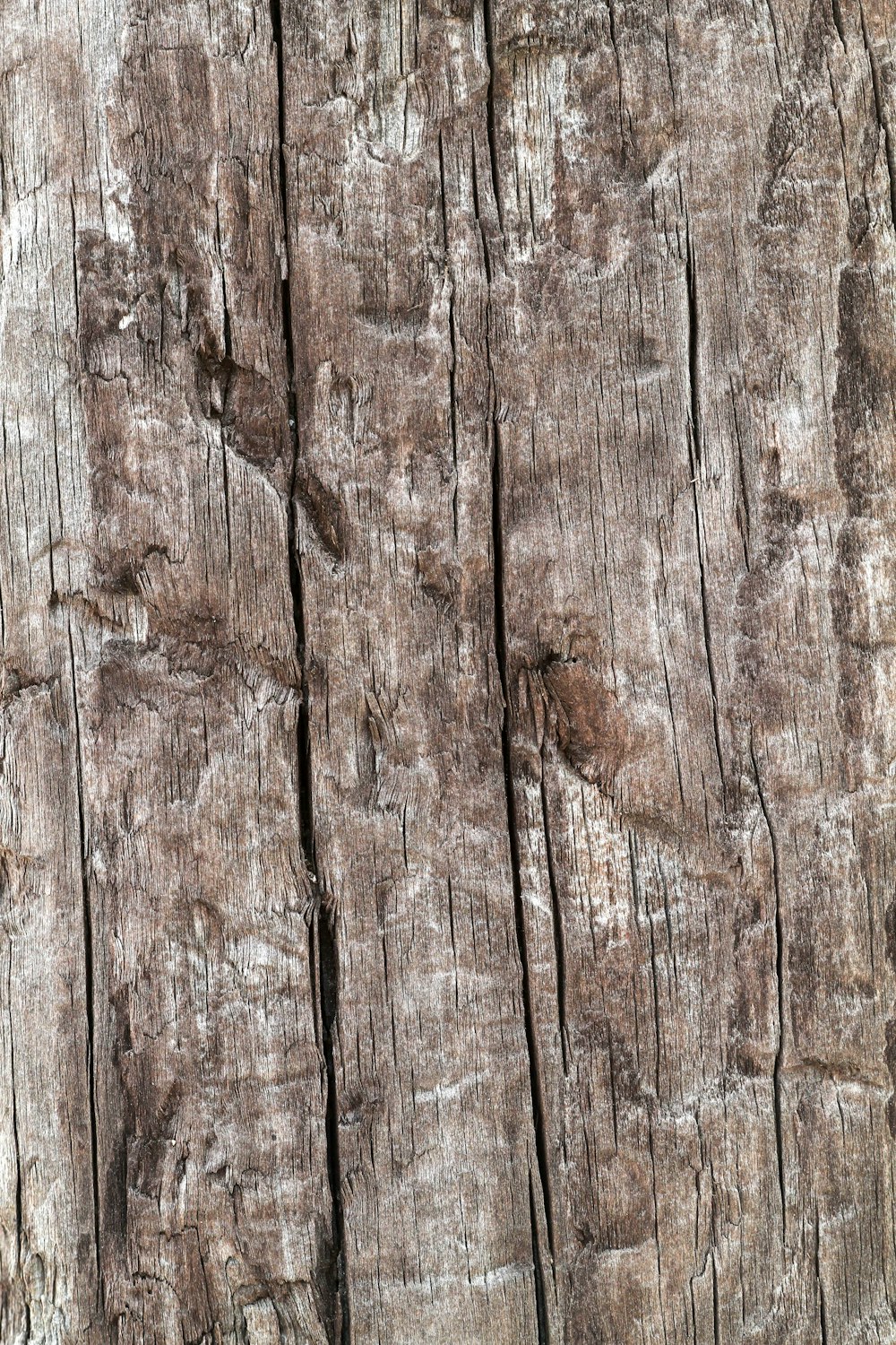 a bird is perched on a piece of wood