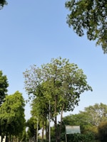Tall green trees with lush foliage line a pathway under a clear blue sky. A sign indicating a health center is visible on the right side, partially obscured by the trees.