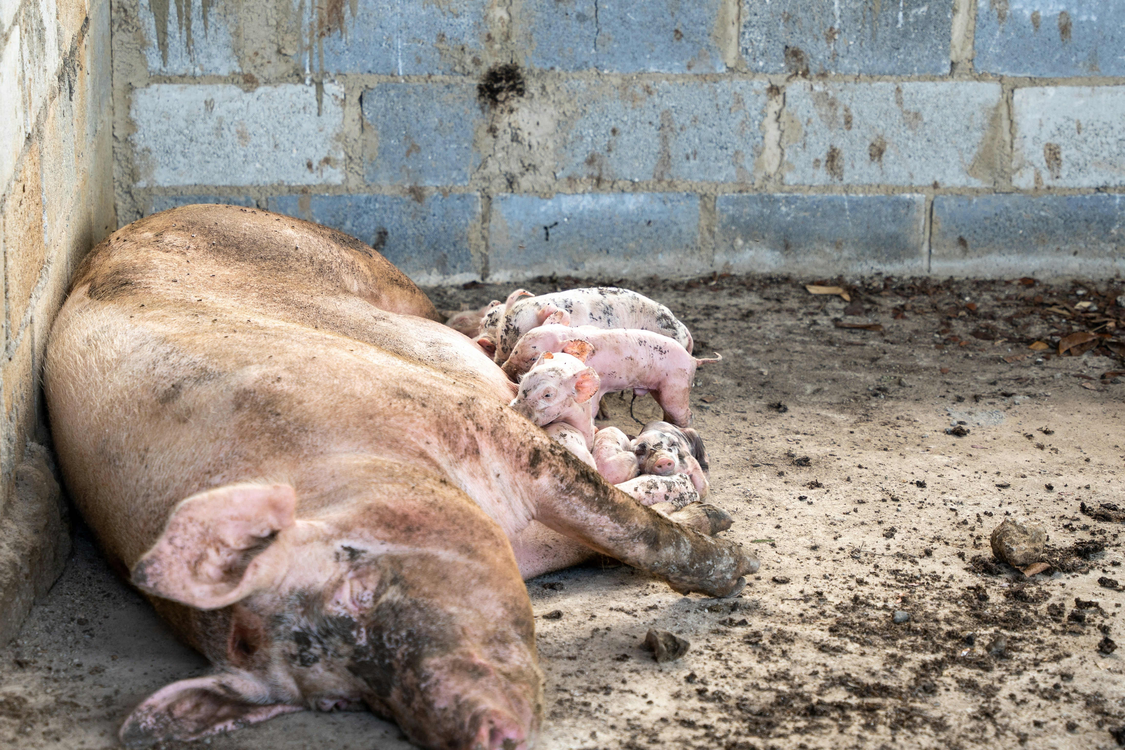 a pig that is laying down in the dirt