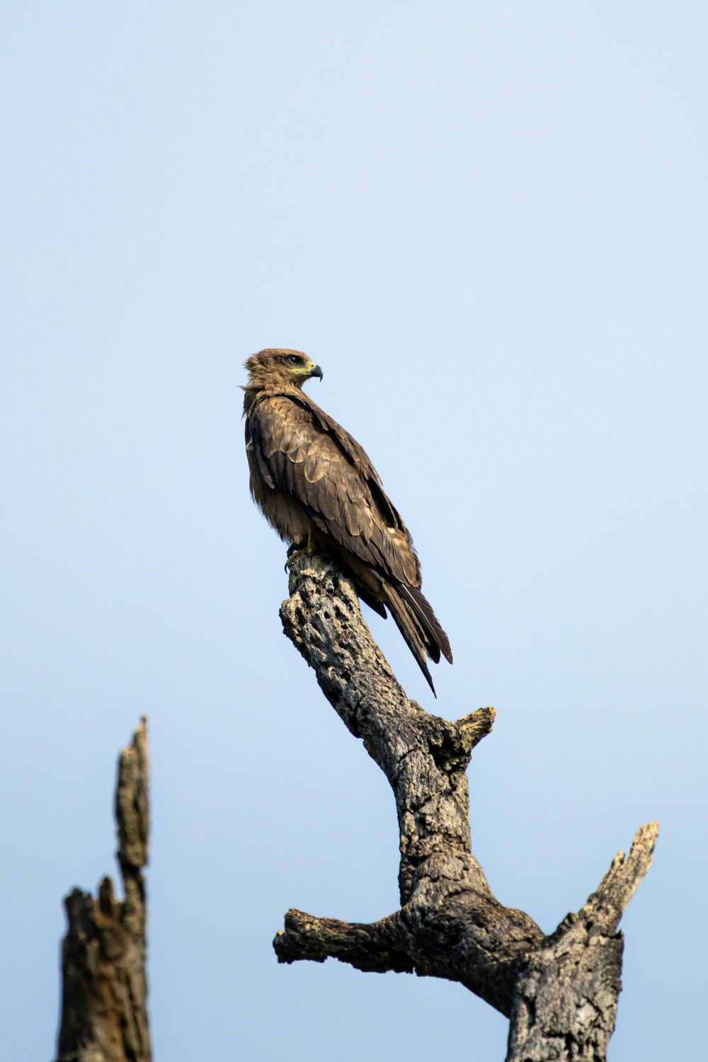 a bird sitting on top of a tree branch