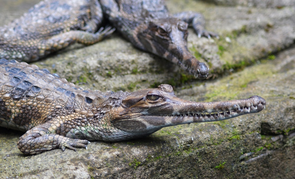 a couple of alligators laying on top of a rock
