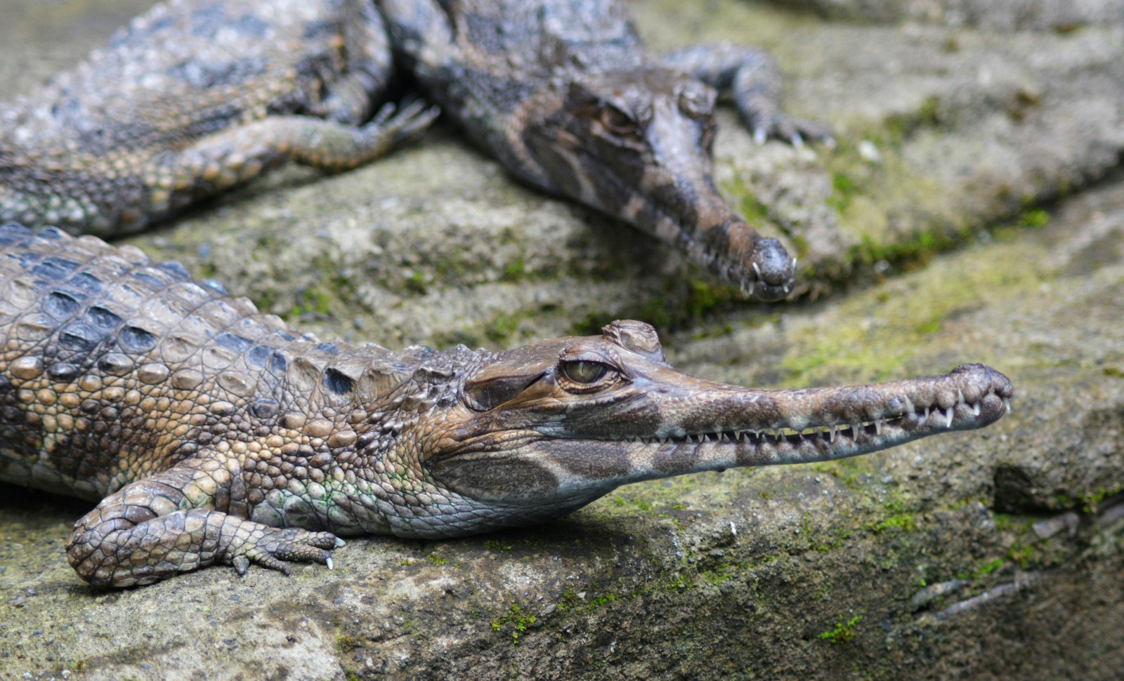 Chambal River Wildlife Photography Guide: Gharials, Dolphins, and Skimmers — wildlife photography article cover