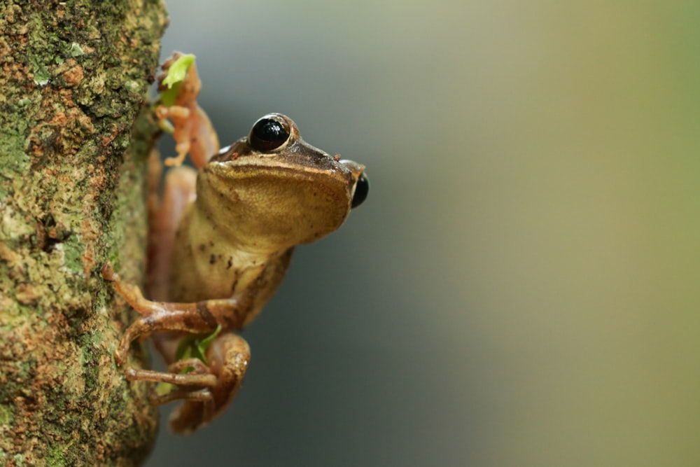 a frog is climbing up the side of a tree