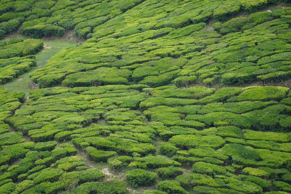 a lush green hillside covered in lots of bushes