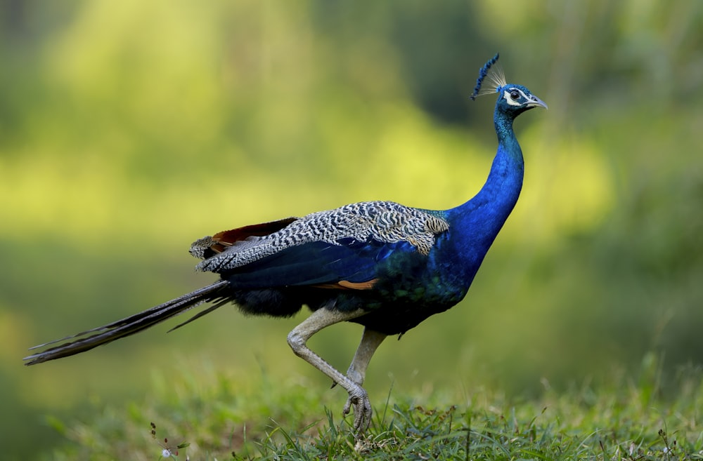 a blue and black bird with a long tail