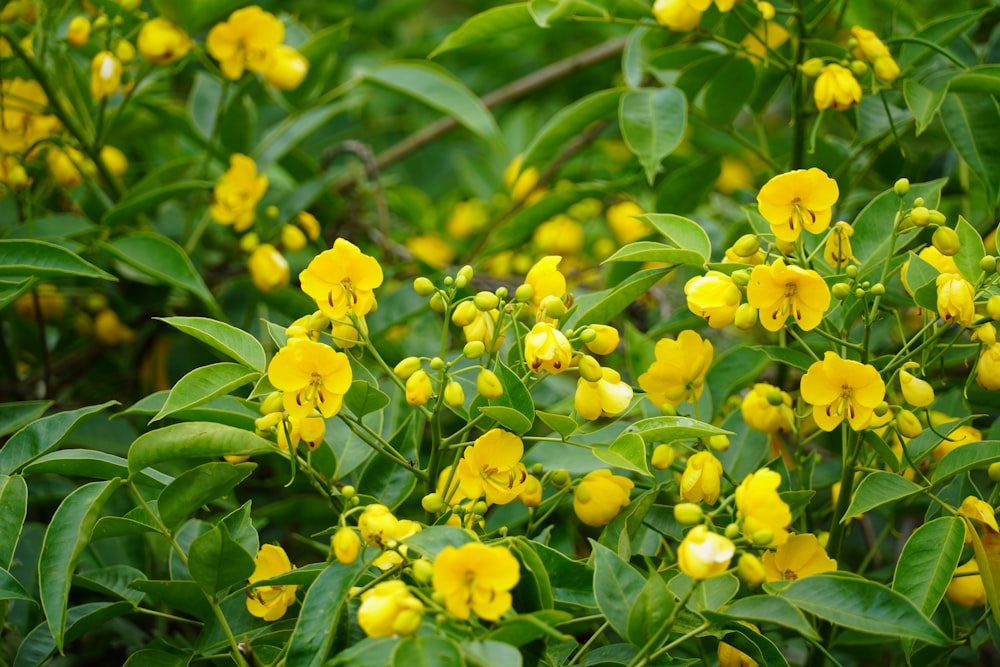 a bunch of yellow flowers that are on a bush