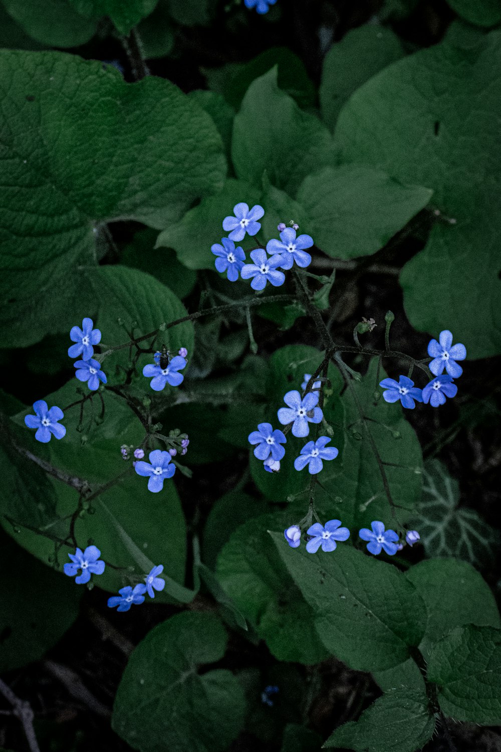 a group of blue flowers sitting on top of green leaves