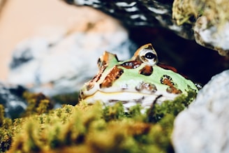 A close-up of a colorful dart frog in a terrarium.