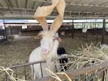 A goat with large, twisted horns stands in a pen filled with straw, surrounded by a metal fence. The background reveals a sheltered farm structure with other animals visible in nearby pens.