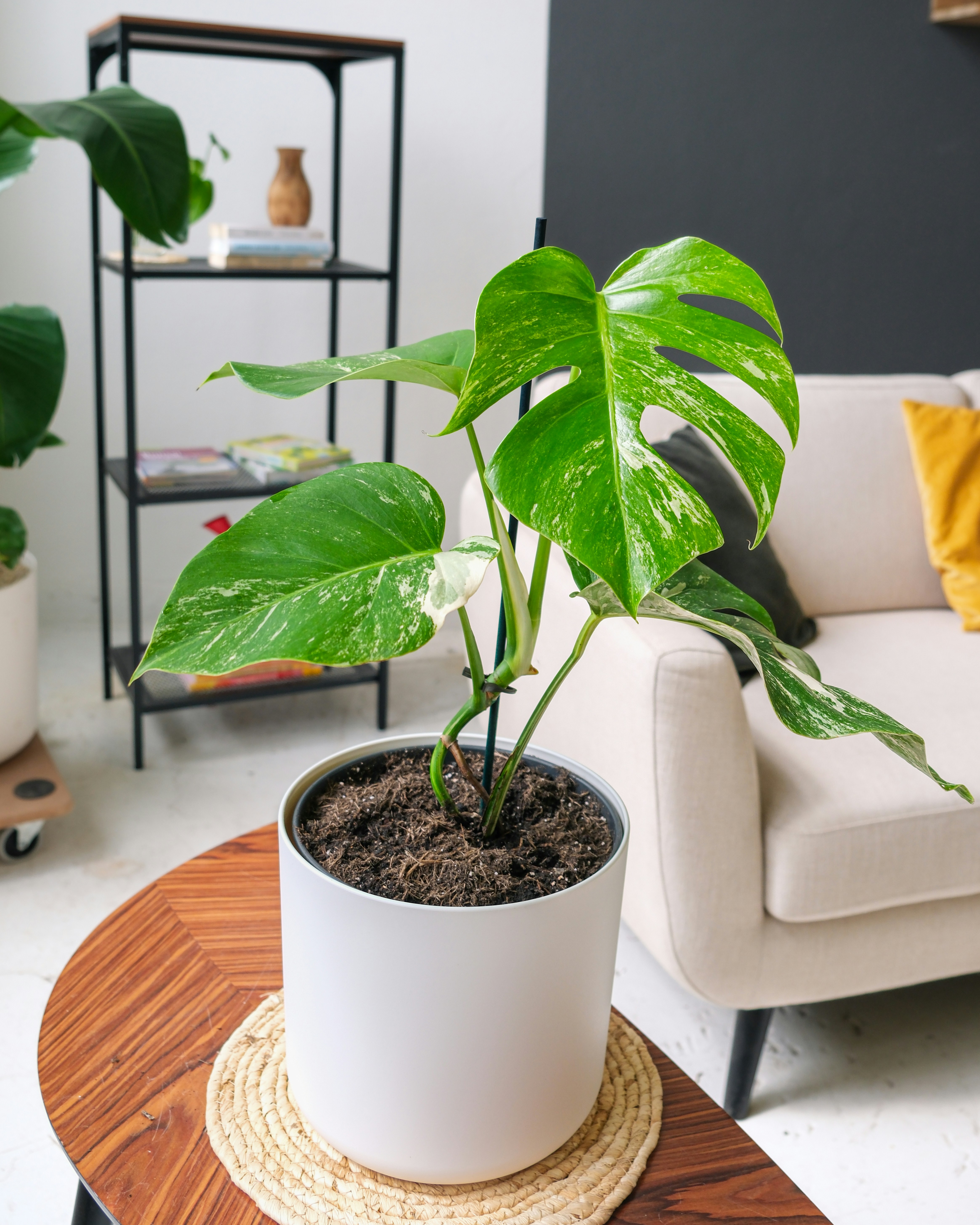 A potted plant sitting on top of a wooden table photo – Free Flawil ...