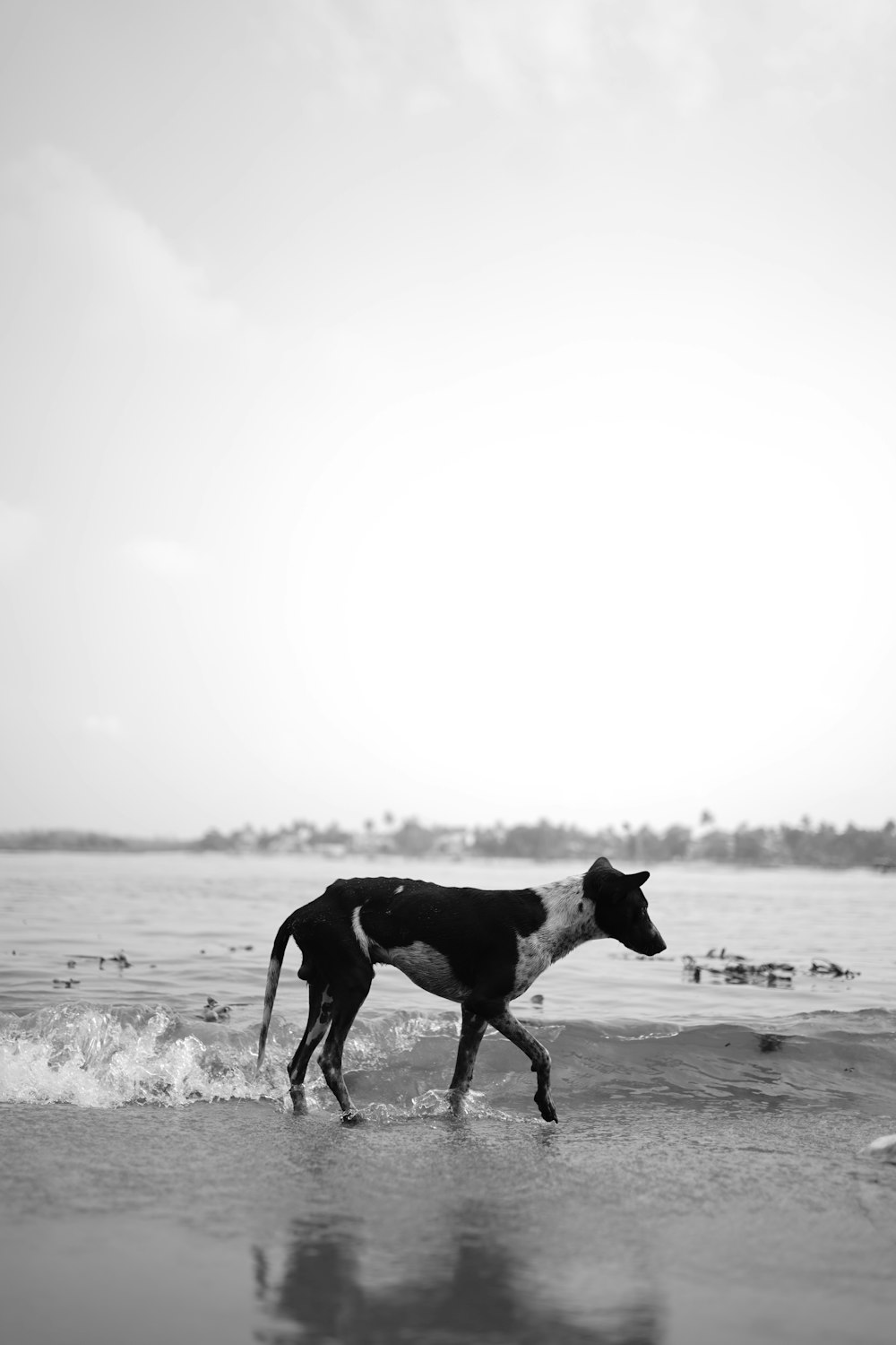 a black and white dog walking along the beach