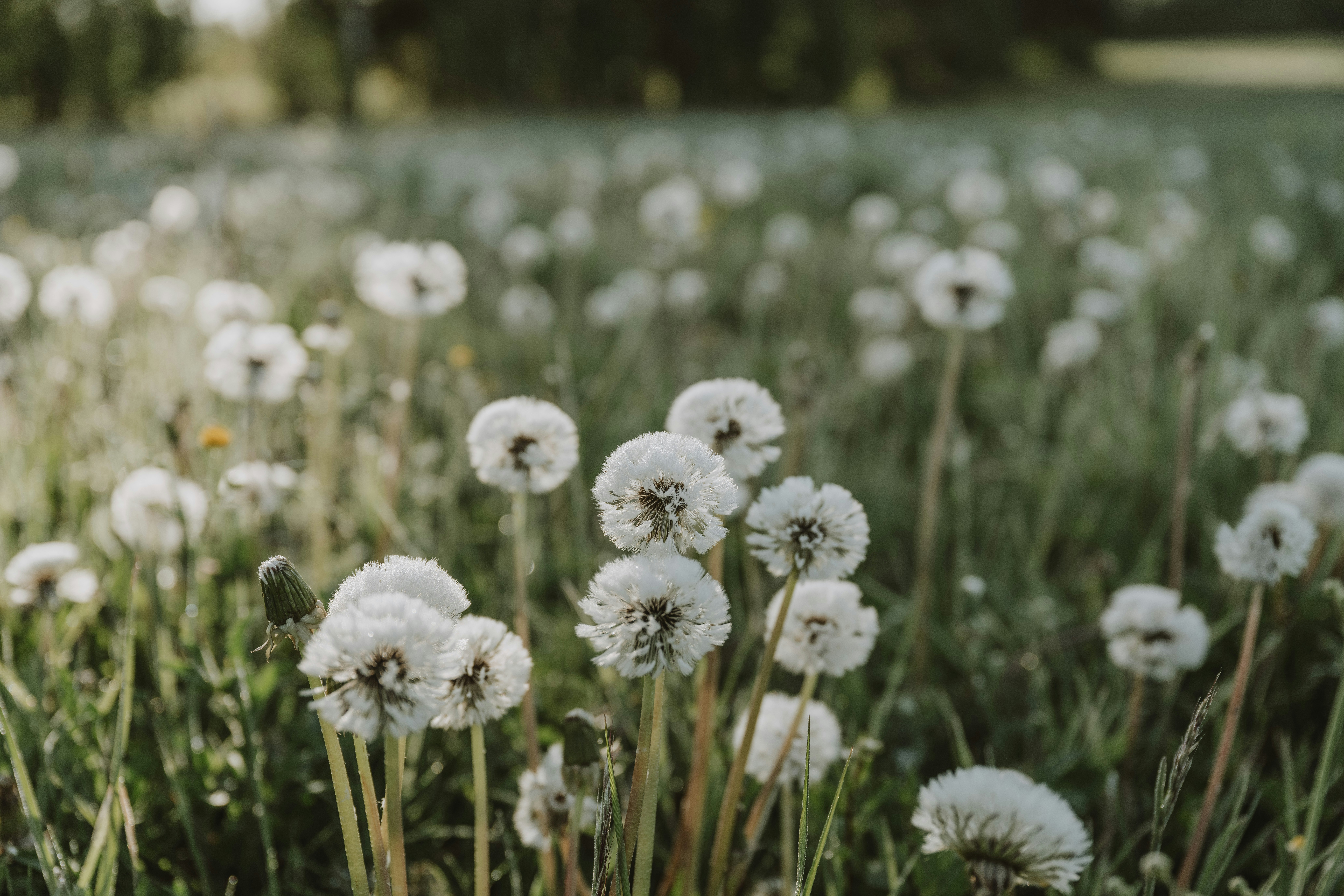 Photo by anitaaustvika