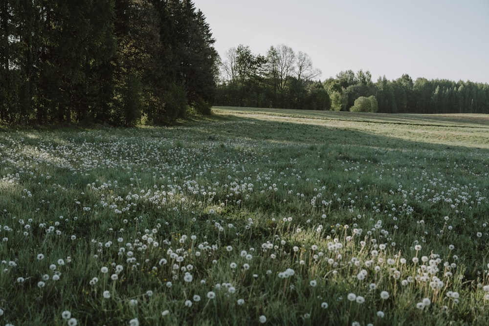 a field with lots of white flowers in it