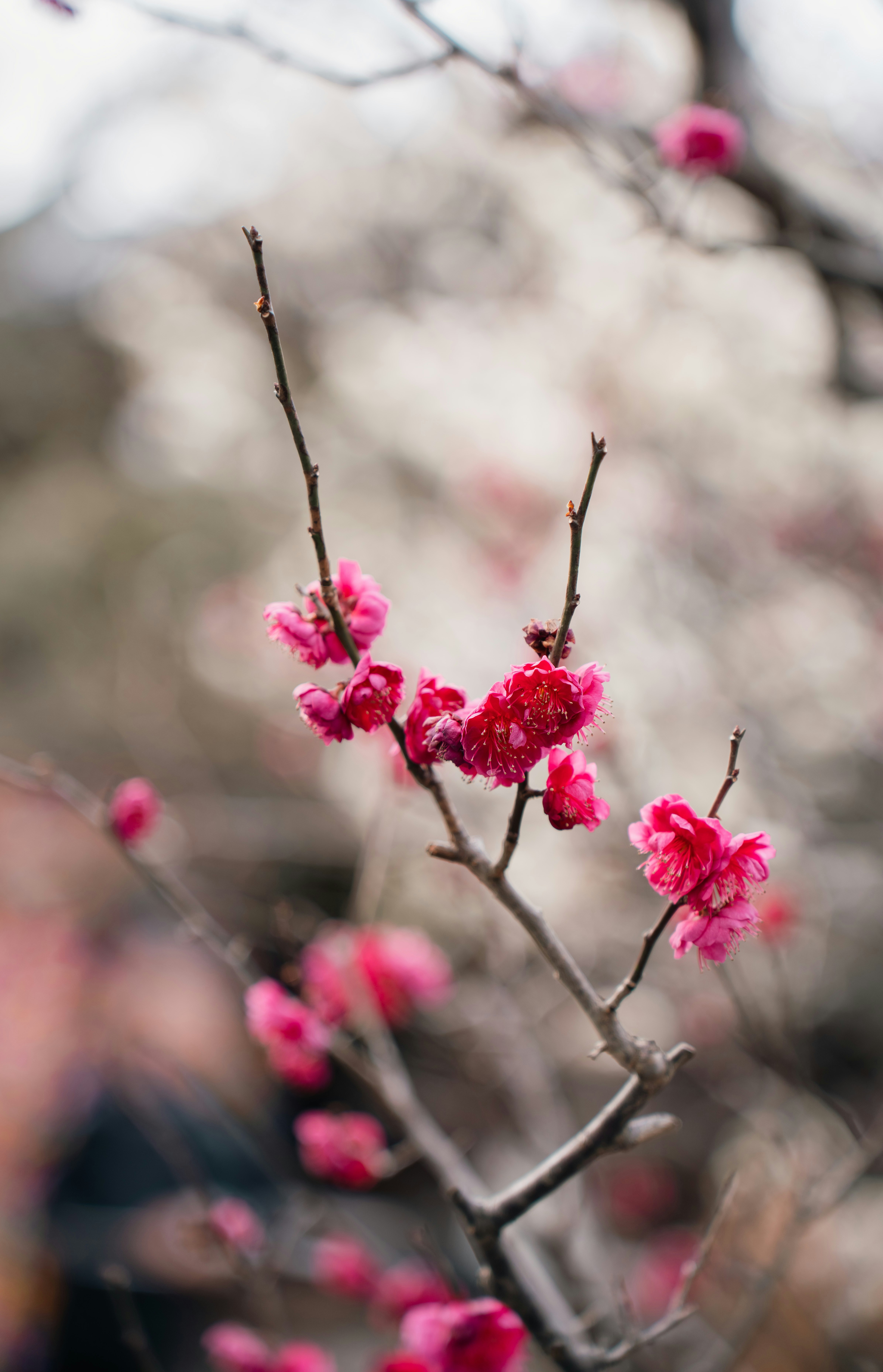 Photo by dianainjapan