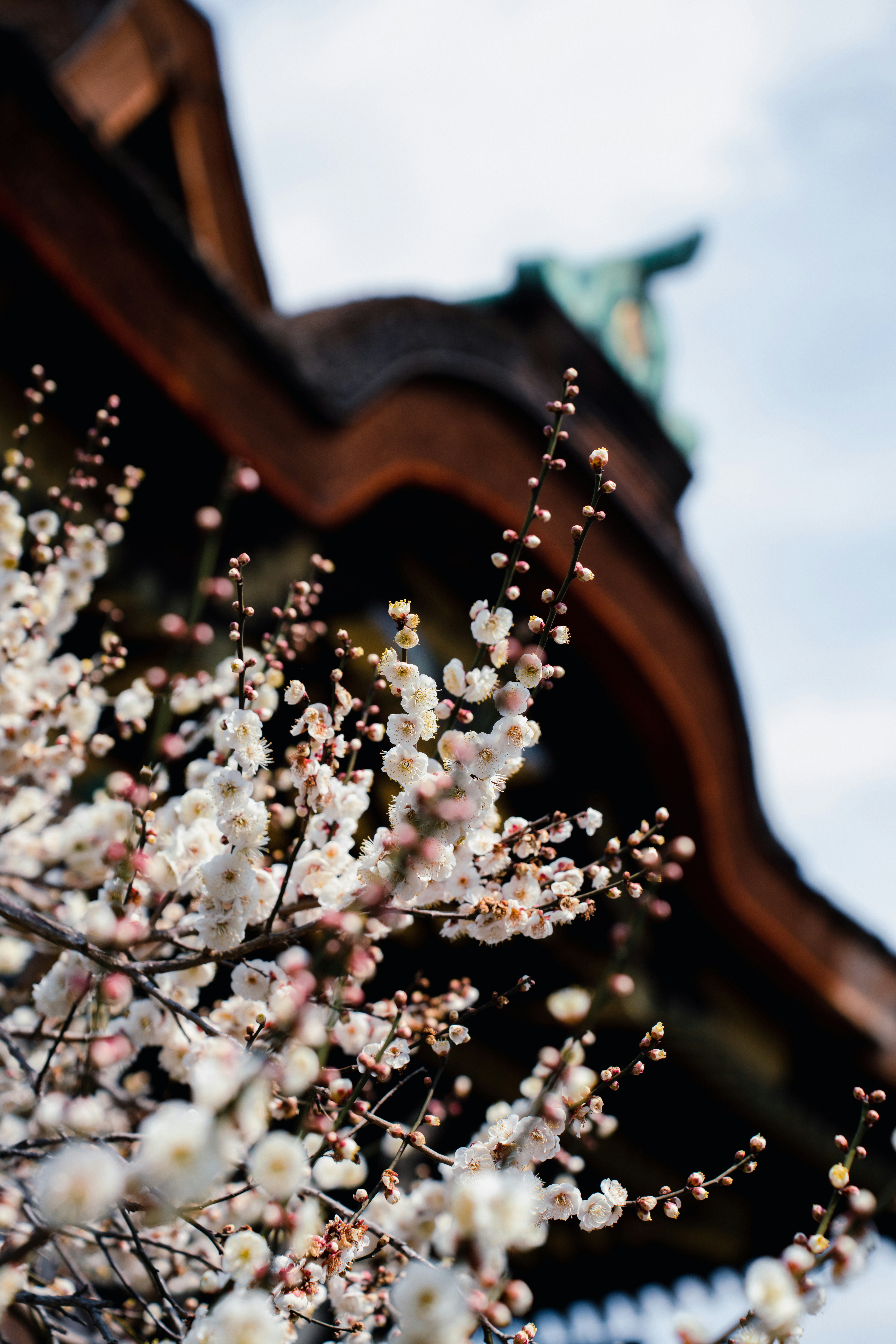 Photo by dianainjapan