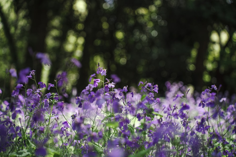 a field of purple flowers with trees in the background