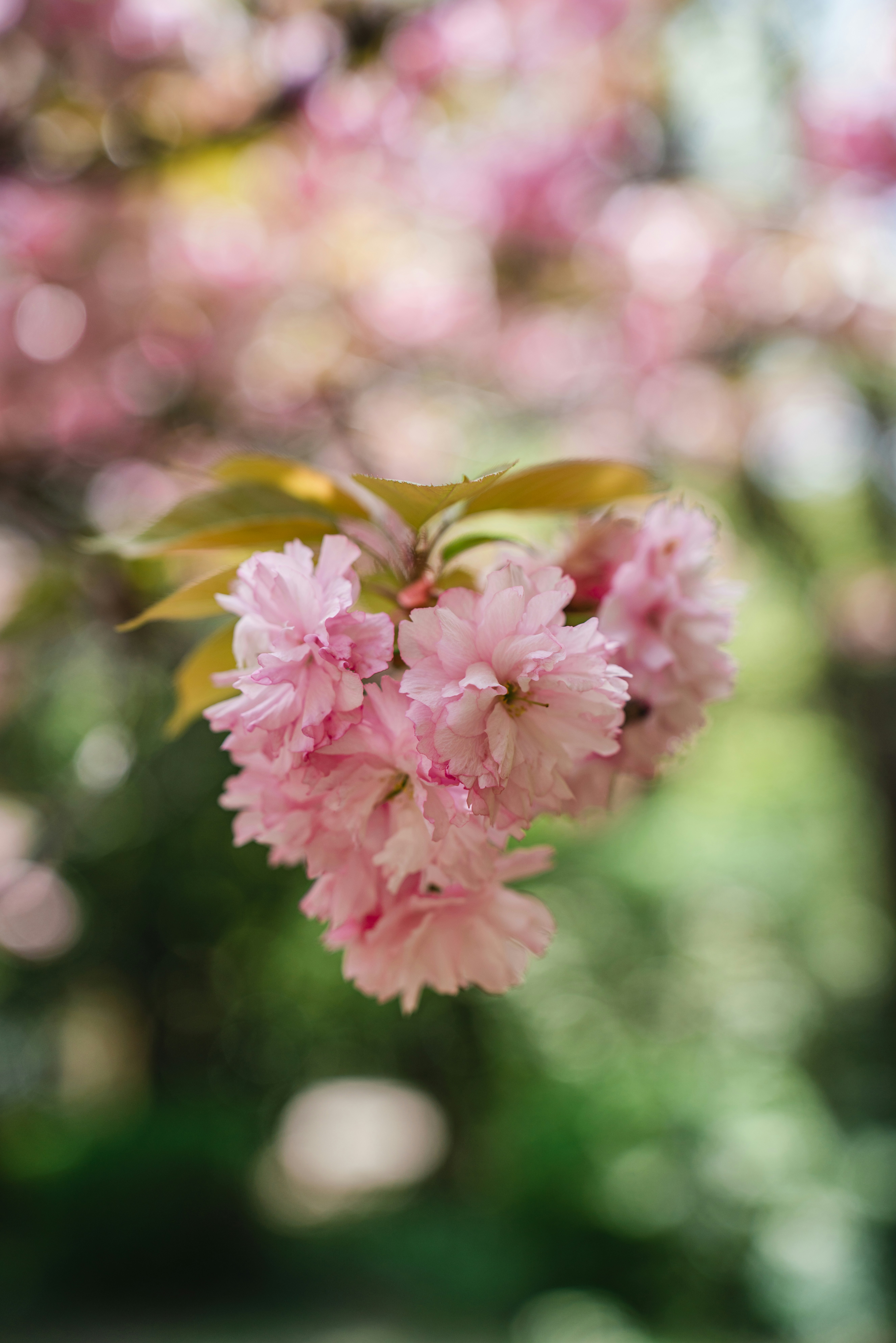 Photo by dianainjapan