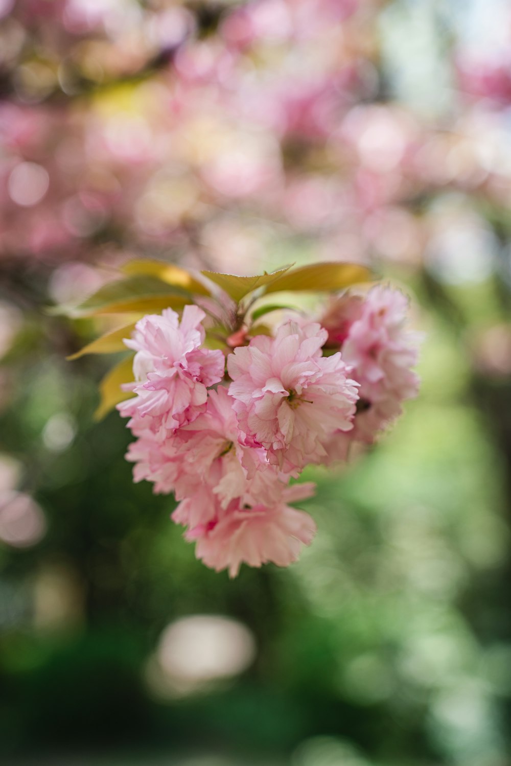 a pink flower is hanging from a tree