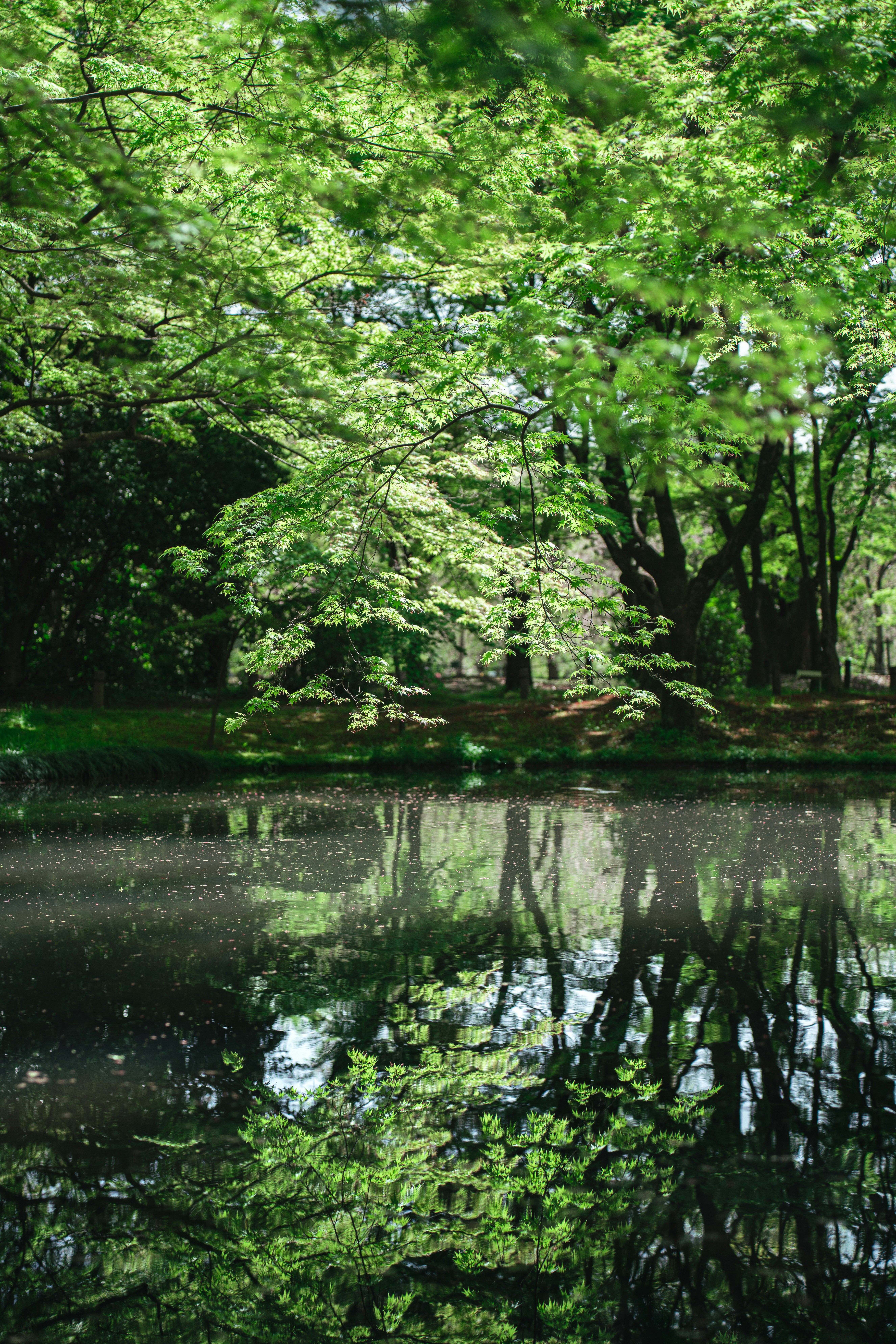 Photo by dianainjapan