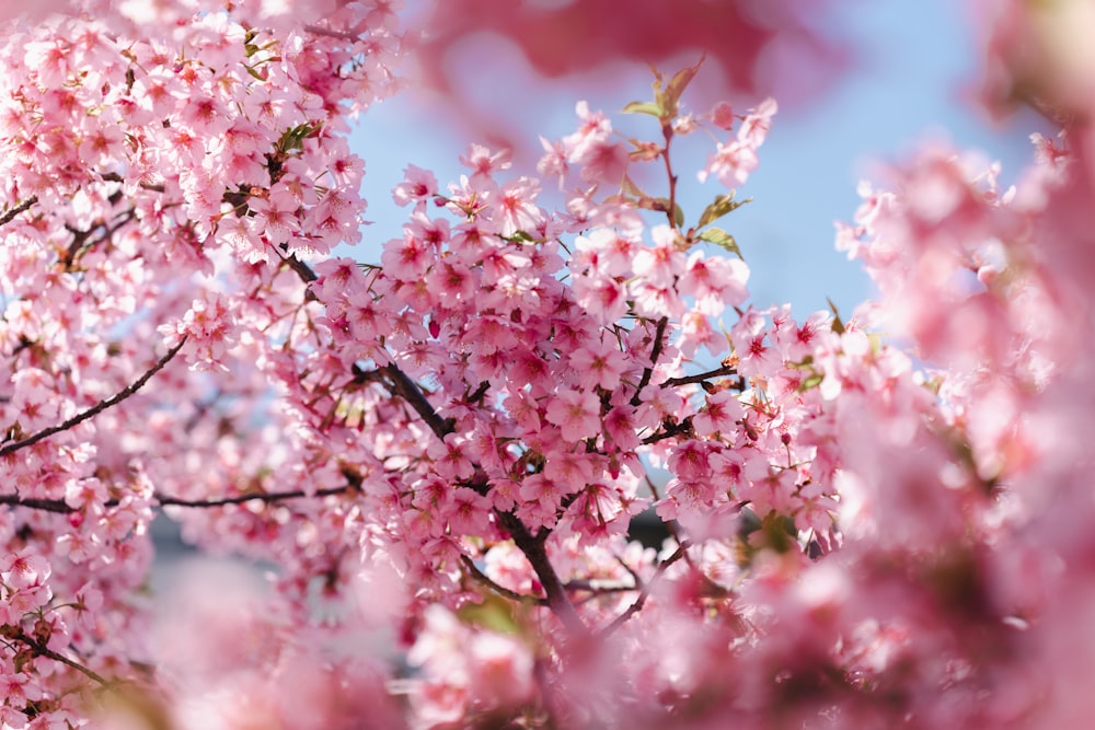 a close up of a tree with pink flowers