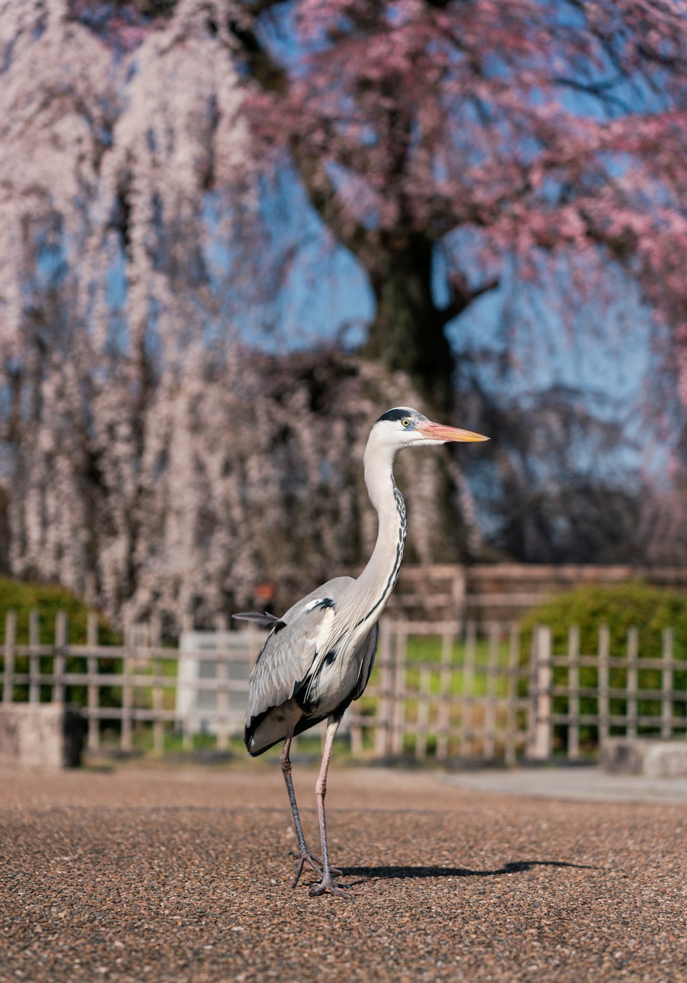 a large bird standing on top of a dirt field