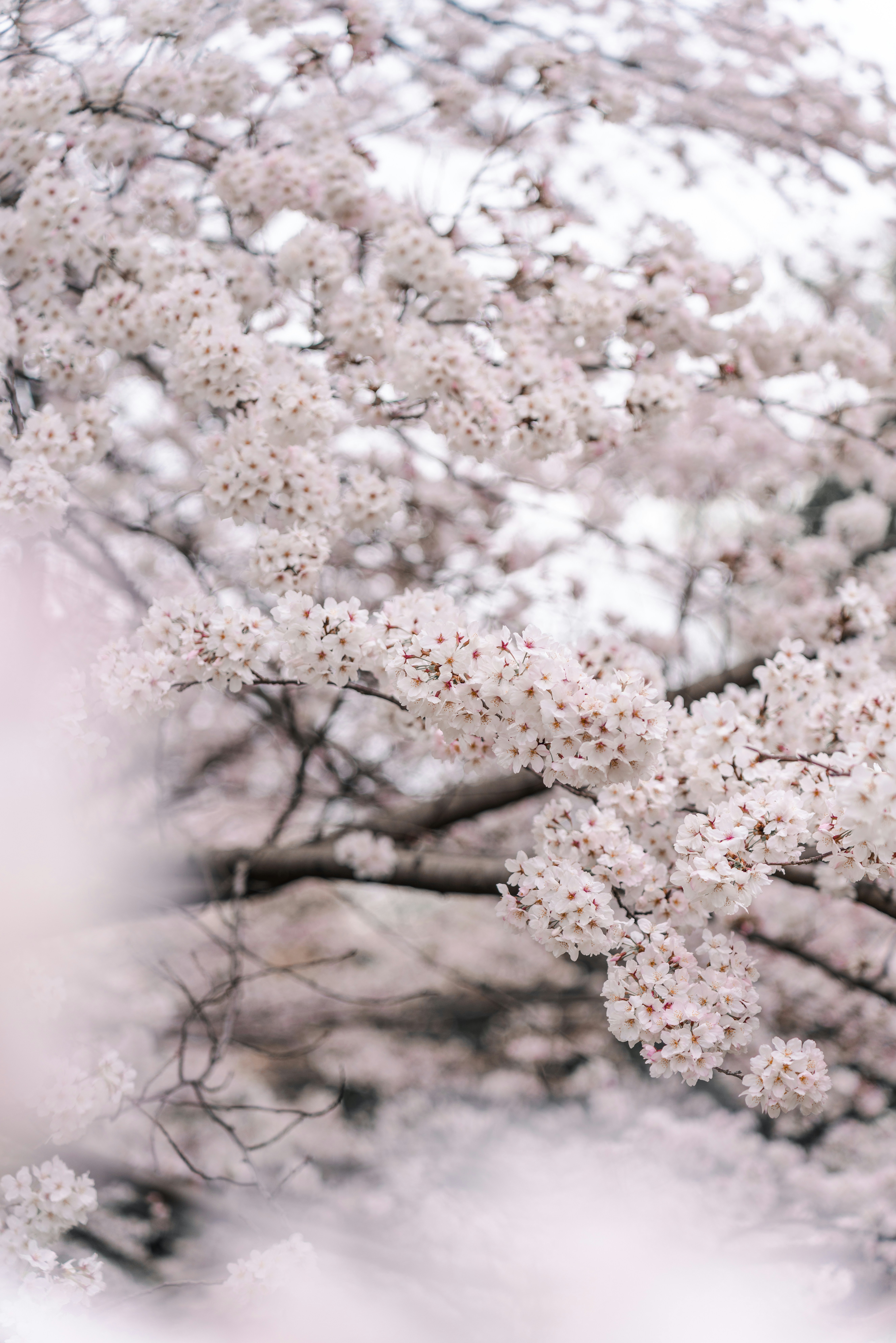 Photo by dianainjapan