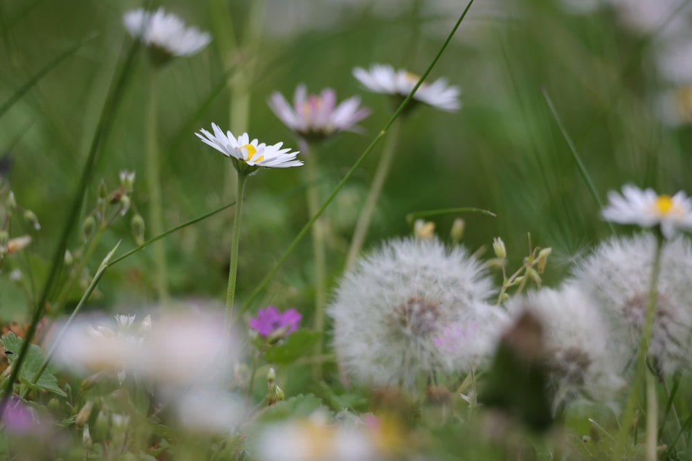 a bunch of flowers that are in the grass