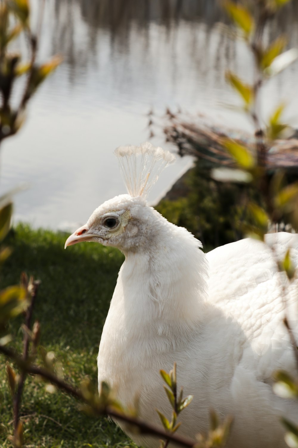 a white bird standing in the grass next to a body of water