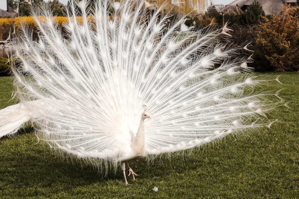 a white peacock with its feathers spread out