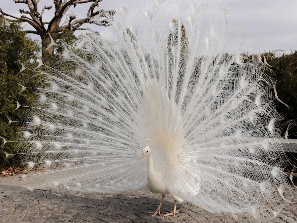 a white peacock with its feathers spread out