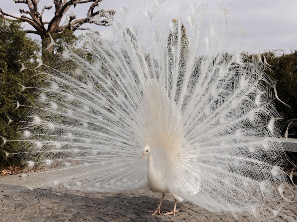 un pavo real blanco con sus plumas extendidas