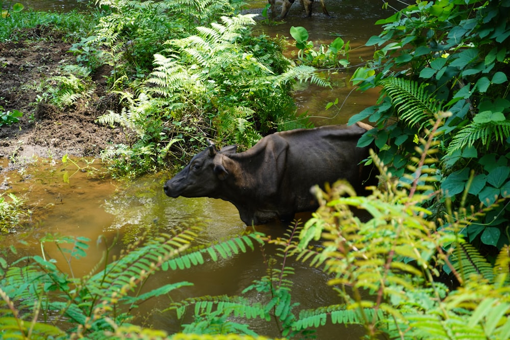 a cow that is standing in the water