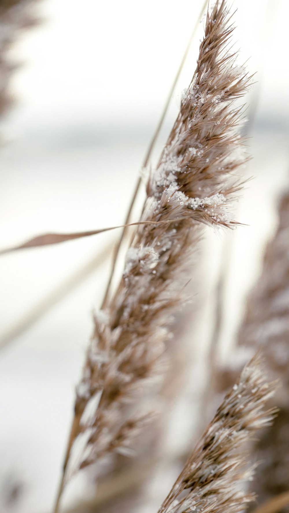 a close up of a plant with snow on it